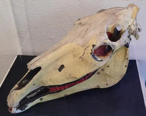 Smarden skull
