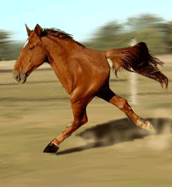 running two-legged horse